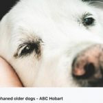 Where orphan older dogs go to live